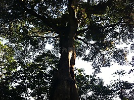 樹,自然,天空