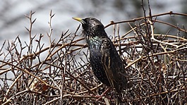 動物區(qū)系,鳥,見斯特林