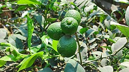 酸橙,植物,绿色