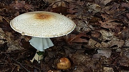 蘑菇,森林,性質(zhì)