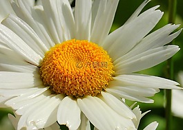 雏菊,花,flowerhead