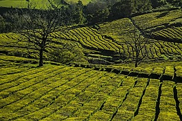 人工林,茶,綠色