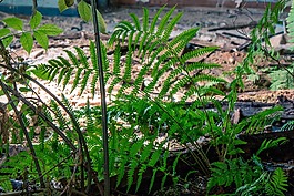 空間,苔,植物