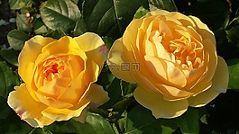 玫瑰,黃色,開花