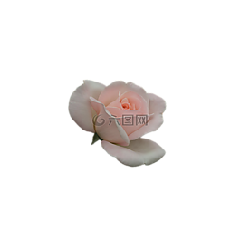 羅莎,花,粉紅色的花瓣