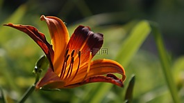 花,宏,性質(zhì)