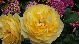 玫瑰,黃色,開花