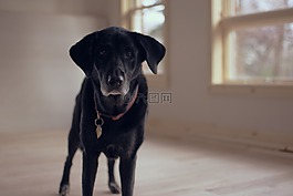 高級的狗,拉布拉多犬,高級