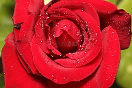 玫瑰,花卉,花瓣