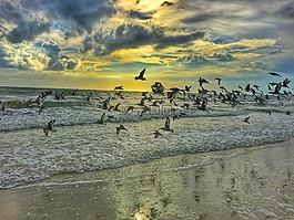 海鳥類,海灘,海