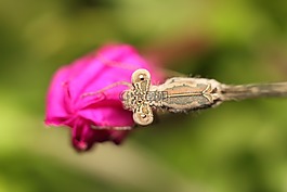 性質(zhì),昆蟲,花卉