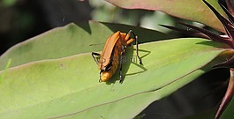 昆蟲,宏,花園