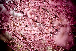 日本樱花,樱桃,山樱桃