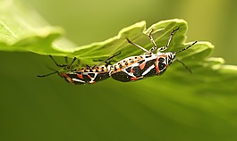 昆蟲,性質(zhì),生活的本質(zhì)