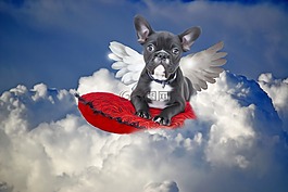 牛頭犬,狗,天使