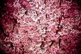 日本樱花,樱桃,山樱桃