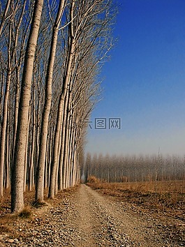 人工林,木材,楊樹木材