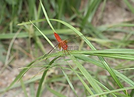 性質(zhì),工作表,植物