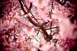 日本樱花,樱桃,山樱桃