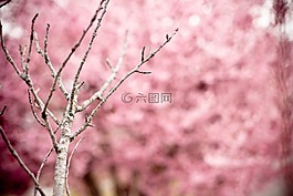 日本樱花,樱桃,山樱桃