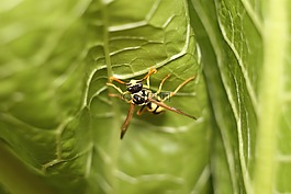 性質(zhì),昆蟲,工作表