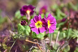 報(bào)春花,kissenprimel,花