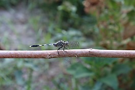 昆蟲,性質(zhì),戶外