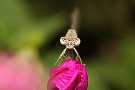 性質(zhì),花卉,戶外