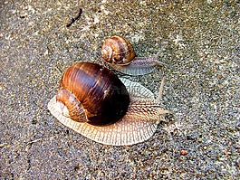蠕蟲,蝸牛,海螺