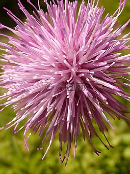 花,粉紅色,開(kāi)花