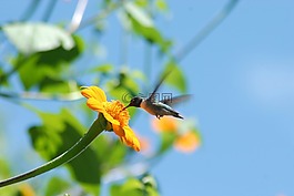 蜂鸟,花alcahuale,飞行