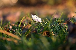 雛菊,花,指出花