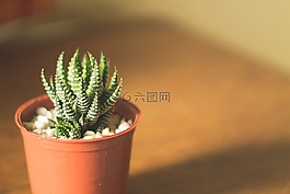 仙人掌,锅,单
