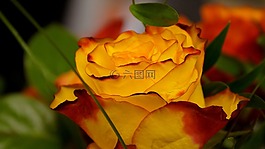 玫瑰,花,黃色