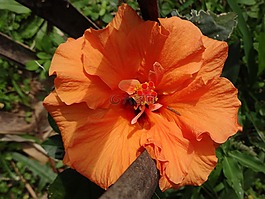 芙蓉,橙,花