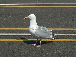 海鷗,路,鳥