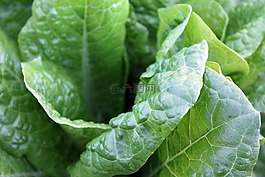 綠色蔬菜,菠菜,健康