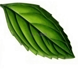 葉,薄荷,植物