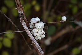 雪浆果,秋季,流行的浆果