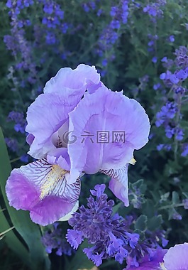 百合,紫,花
