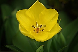 郁金香,花,春天的花