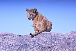 小獅子,嬰兒動物,動物