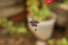 昆蟲(chóng),thebaid,金迪奧