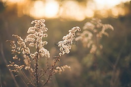 牧場,草,牧草
