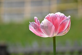 郁金香,花,開花