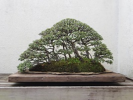 盆景,樹,自然