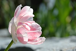 郁金香,花,開花