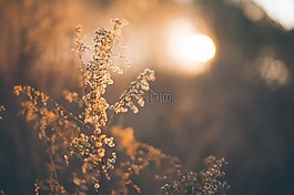 牧草,牧場,草