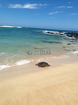 龜,海,砂