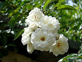 分支機(jī)構(gòu),羅莎,植物